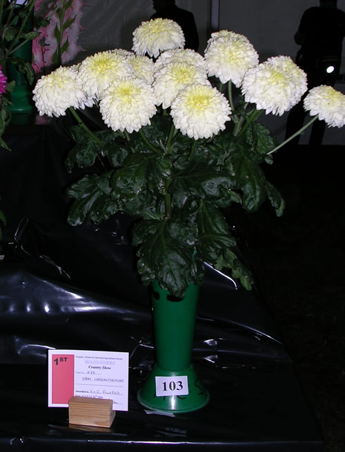 Moorgreen 2006 Chrysanthemum Photo