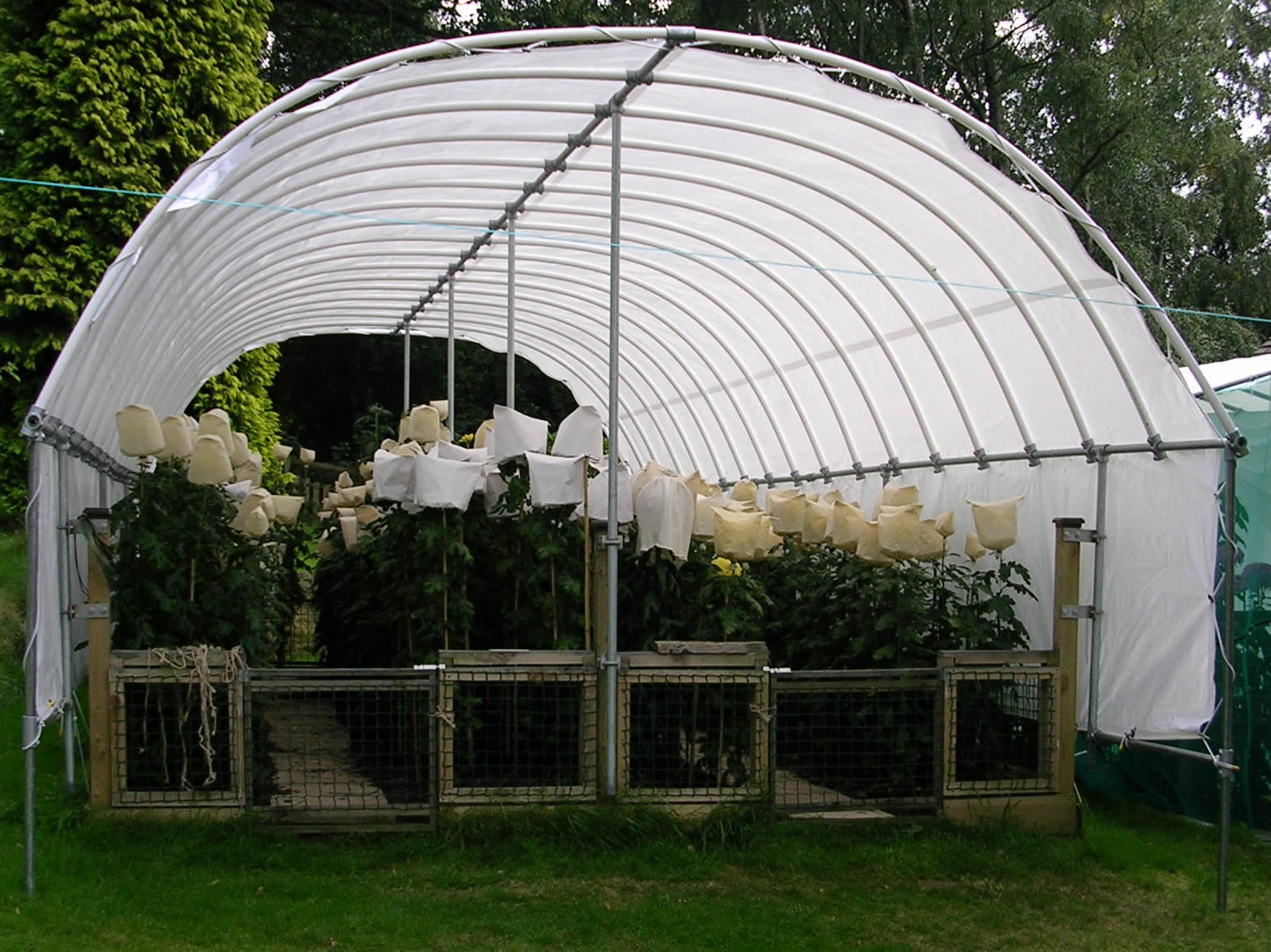 Covered Chrysanthemums