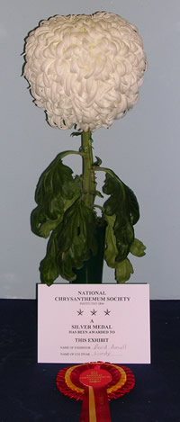 Lundy - Chrysanthemums