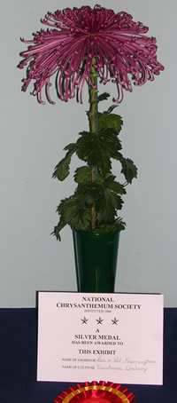 Fantasy - Chrysanthemum