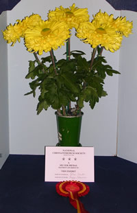 Peggy Stevens - Chrysanthemums