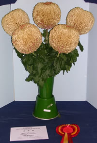 William Florentine - Chrysanthemums