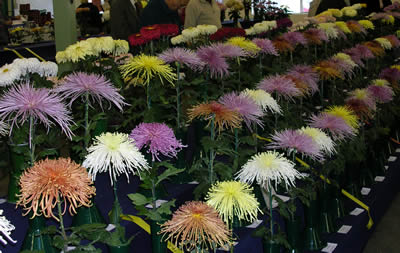 National Late Show 2006