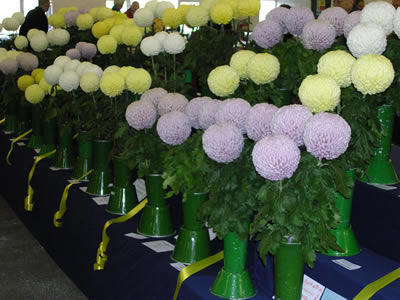 National Late Show 2006